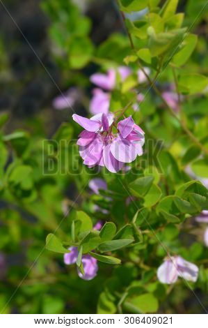 Kirilows Indigo - Latin Name - Indigofera Kirilowii