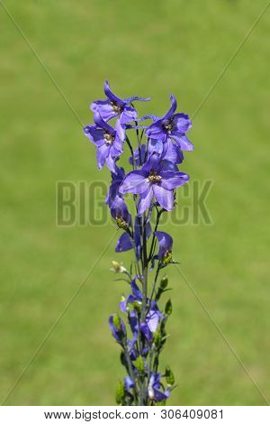 Alpine Delphinium Pacific Giant Flowers - Latin Name - Delphinium Elatum Pacific Giant