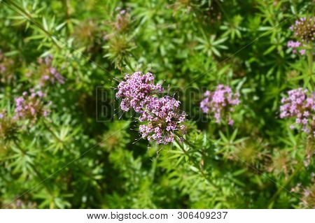 Caucasian Crosswort Pink Flower - Latin Name - Phuopsis Stylosa