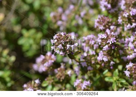 Larger Wild Thyme Flowers - Latin Name - Thymus Pulegioides