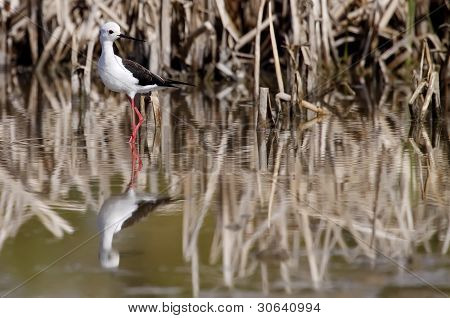 Winged Stilt