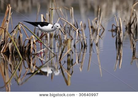 Winged Stilt