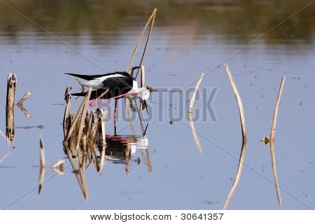 Winged Stilt