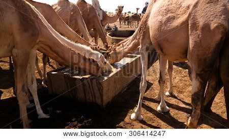 Portrait Of Drinking Camels At The Desert Well In Djibriga , Barh-el-gazal, Chad