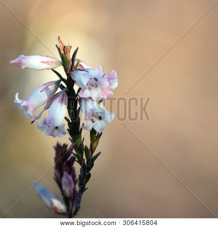 White Tubular Flowers Of The Australian Native Blunt-leaf Heath, Epacris Obtusifolia, Growing Along 