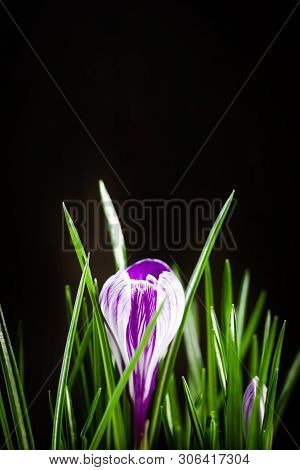 First Spring Flower Purple Crocus On A Black Background