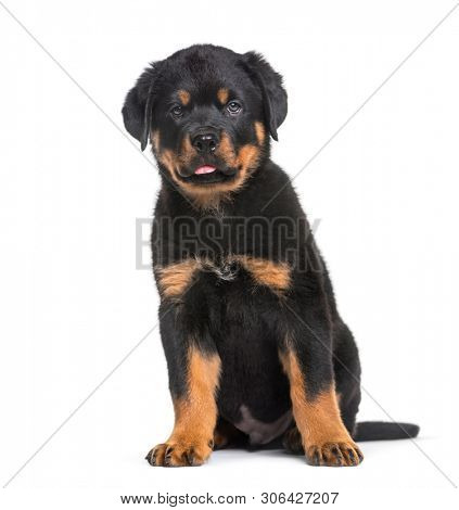 Rottweiler puppy, 10 weeks, sitting against white background