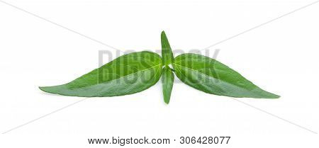 Fresh Andrographis Paniculata Plant On White Background