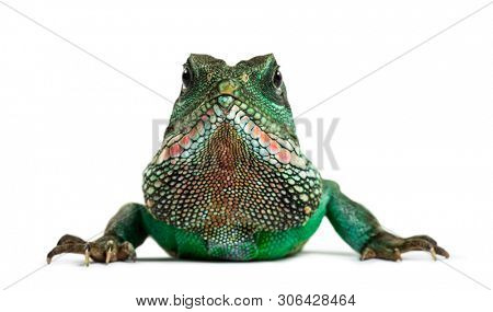 Chinese water dragon (Physignathus cocincinus) is a species of agamid, in front of white