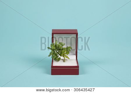 Jewel Plant Turquoise