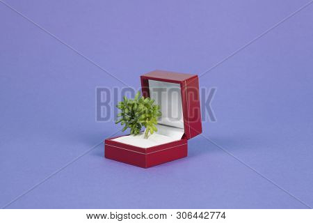 Jewel Plant Purple