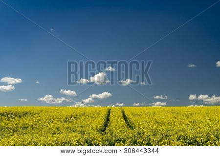 Flowering Field Of Bright Yellow Rapeseed Or Colza