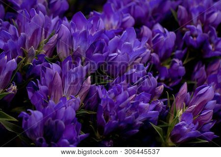 Bouquet Of Mottled Lilic And Blue Flowers