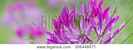 Bright Flower Cleome Adorns The Park