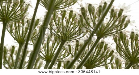Unusual Cow-grass Flower