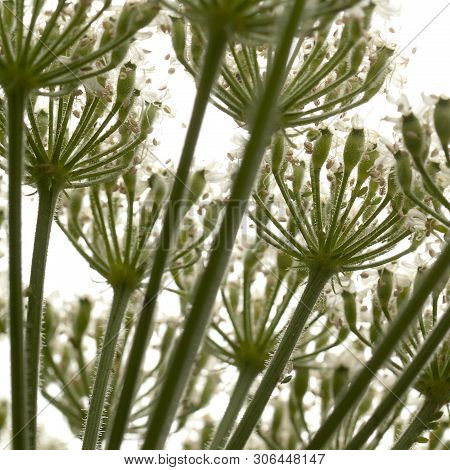 Unusual Cow-grass Flower