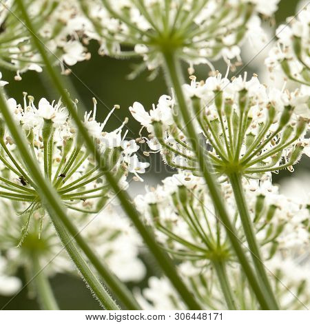 Unusual Cow-grass Flower