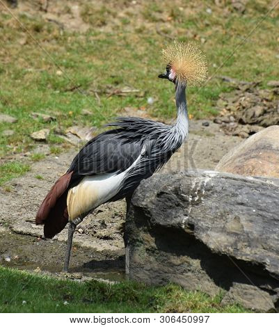 Crested Crane Looking Back Behind Himself Where He Once Walked.