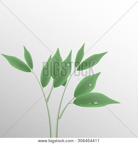 Green Branch With Leaves And Water Drops.
