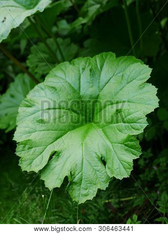 Large Green Leaf Of Darmera Peltata (indian Rhubarb)