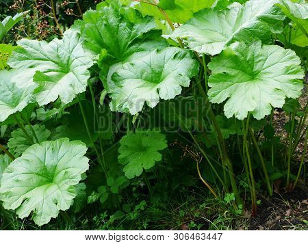 Large Green Leaves And Stems Of Darmera Peltata