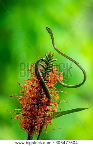 Full Body Shot Of A Green Vine Snake (oxybelis Fulgidus), Photographed On Barro Colorado Island, Pan