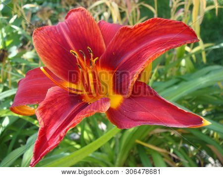 Closeup Of A Big Red Tiger Lily In The Garden Summer. Bright Red Beautiful Asiatic Macro