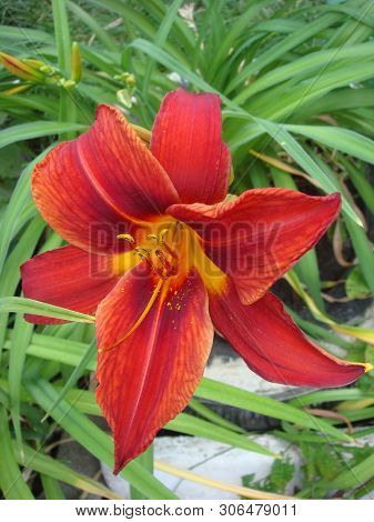 Closeup Of A Big Red Tiger Lily In The Garden Summer. Bright Red Beautiful Asiatic Macro