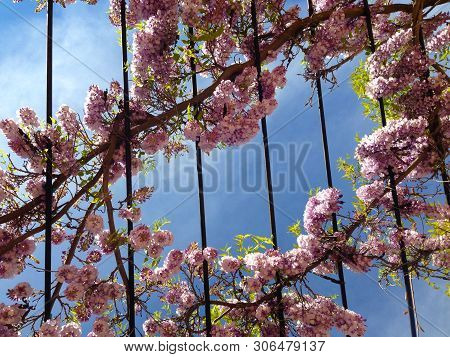 Sky Trellis Pink Flowers. Pink Flowers On A Vine Clinging To An Overhead Trellis.  Blue Sky With Whi