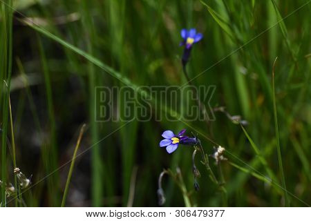 Butterfly Lobelia Flowers (monopsis Decipiens) In Grassland, Limpopo, South Africa