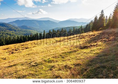Evening Landscape In Apuseni Mountains. Weathered Grass On The Meadow In Golden Evening Light. Row O