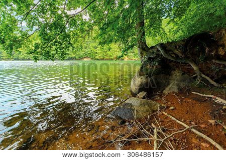 Old Beech Tree On The Shore Of Morske Oko Lake In Sunburst. Beautiful Vihorlat Landscape Of Slovakia