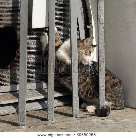 A Gray Cat In Barred Basement Window