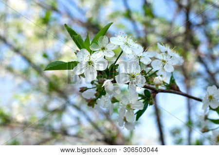Bloooming White Sacura Flowers On Branch, Cherry Tree Blossoming On Sunbeams And Bright Blue Sky