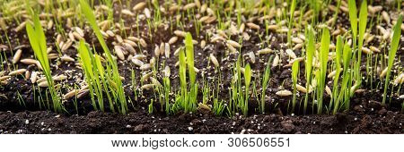 Panorama, Sowing And Growing Of Small Germlings Or Germ Buds On Soil