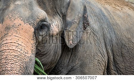 Elephant Without Tusk Is Eating Grass. Close Up Of Asiatic Elephant Eat