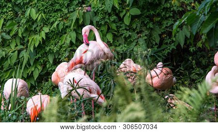 A Group Flamingo Resting In The Lake Among The Trees At A Day Hot Summer.