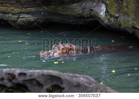 Common Hippopotamus Take Bath In Lake. Hippo Swims In A Pond.