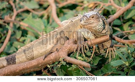 Close Up Of A Huge Green Iguana Is Standing And Resting On Branch Of Tree