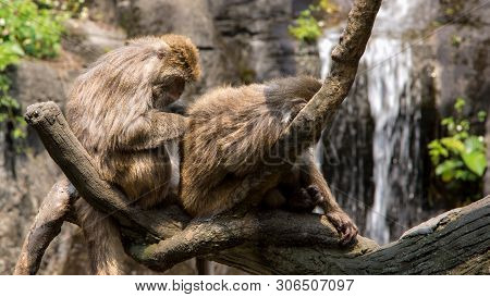 Two Formosan Rock Macaque Sitting On The Tree And Grooming With A Waterfall