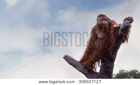 A Bornean Orangutan, Pongo Pygmaeus, Climbed Up To The Top Of The Tree With Blue Sky