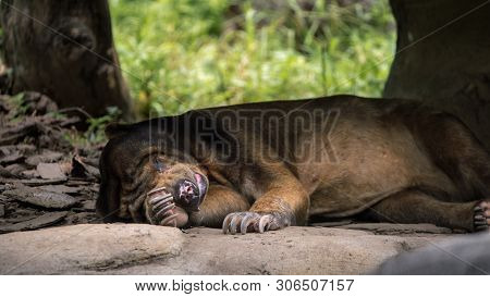 Sun Bear Sleeping In Forest Between Rocks And Trees