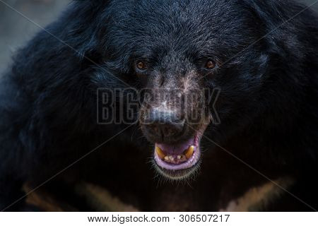 Closeup To Face Of An Adult Formosa Black Bear In The Forest At A Day Hot Summer