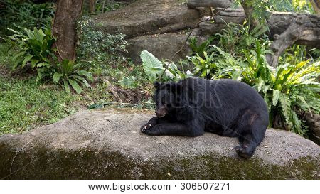 An Adult Formosa Black Bear Lying Down On The Rock In The Forest