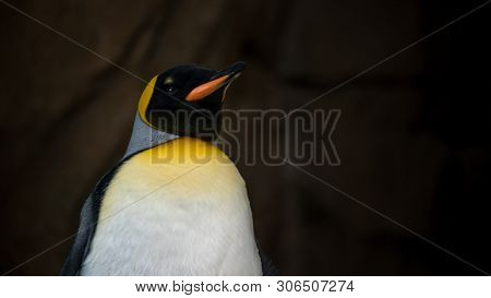 Closeup Face Of King Penguin In Captivity. Aptenodytes Patagonicus