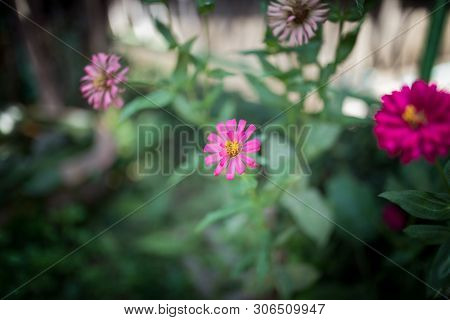 Picture Of The Little Pnk Flowers In The Green Garden At Summer Season