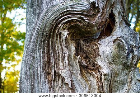 Excrescence On The Tree Trunk. Natural Wood Texture With A Gray Color