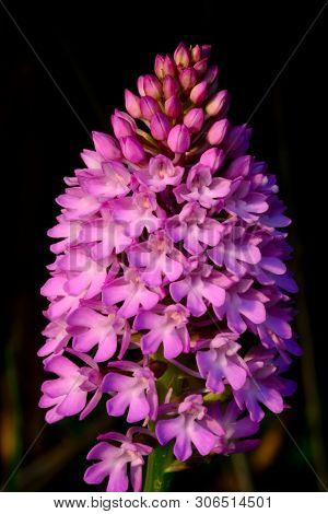 Close Up Of A Pyramid Orchid (anacamptis Pyramidalis)