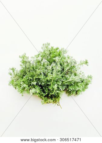 Sagebrush On White Wooden Background. Shallow Dof.