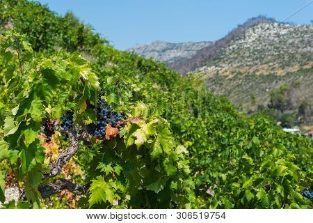 Organic 'mali Plavac' Grapes In Local Vineyard,trstenik Village, Peljesac Peninsula, Dalmatia, Croat